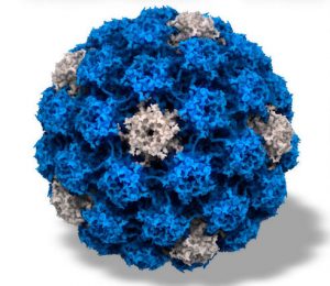 Virus papillomavirus